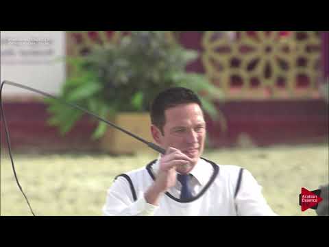 N.72 GAZAL JATHAB - 2019 Qatar Int. Peninsula show - Yearling Colts (Class 4)