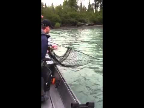 Fish On! Fighting a Big Kenai River Salmon from a Boat