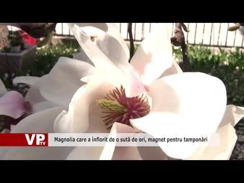 Magnolia care a înflorit de o sută de ori, magnet pentru tamponări