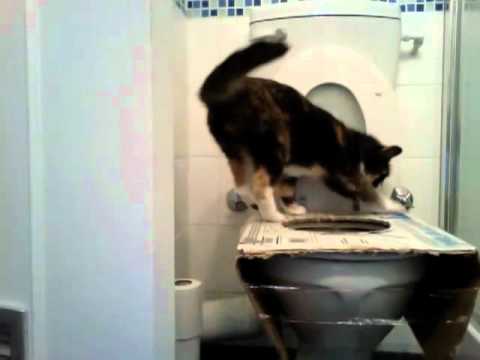 Cat toilet training