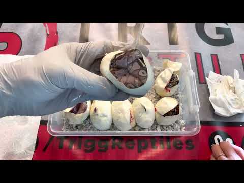 EGG CUTTING VIDEO:  TROJAN x CINNY LESSER YB Clutch #26