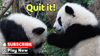 Let’s Do Some Kung Fu! | iPanda