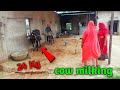 Cow Milking Village Life Milking Cowmilking