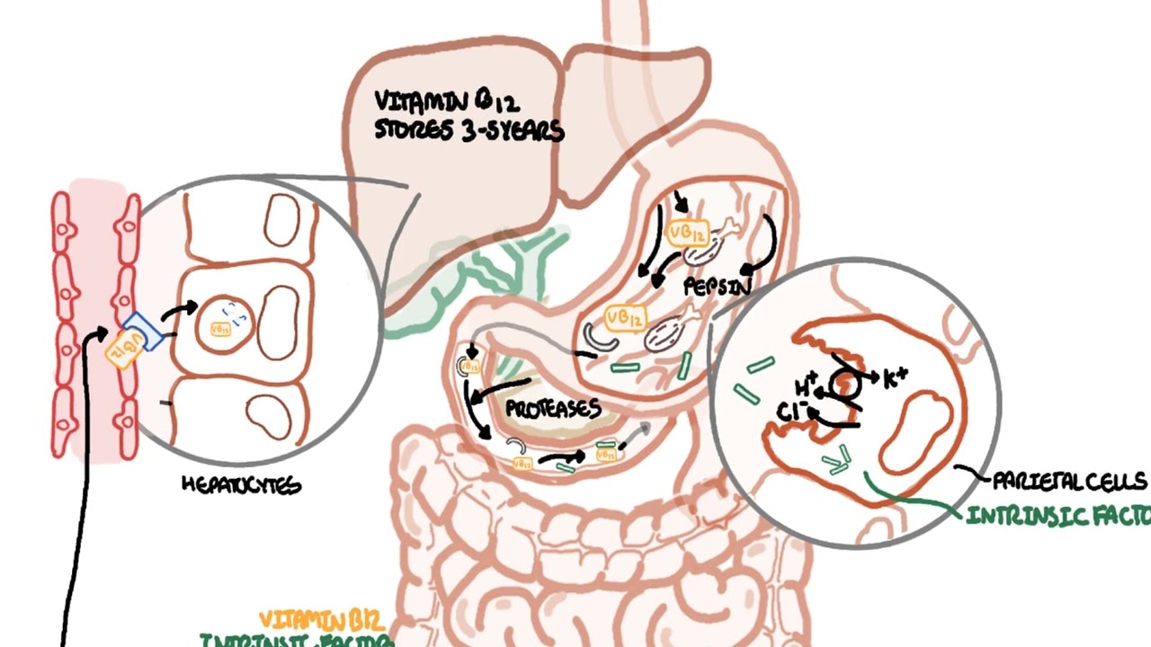 Understanding Vitamin B12 metabolism