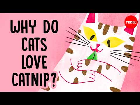 A Catnip Addiction is Actually Beneficial for Cats - Neatorama