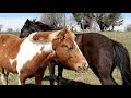 Sweet Spirit Running To Her Mama And Still Nursing 8 Months Old Foal