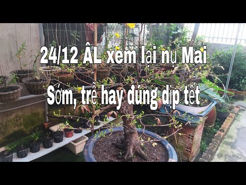 @24/12 ÂL Xem lại nụ Mai nở sớm, trễ hay đúng tết