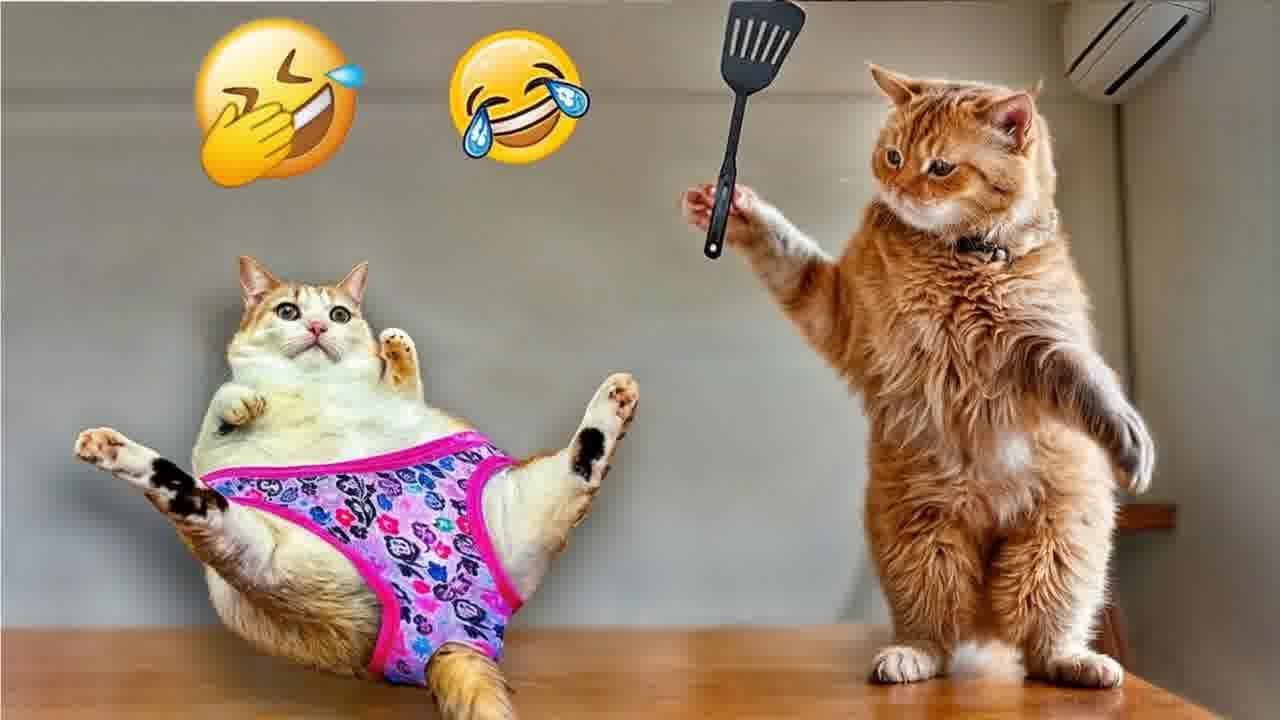 CLASSIC Dog and Cat Videos 🐶 😹 1 HOURS of FUNNY Clips