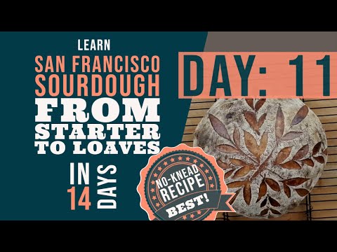 San Francisco Sourdough Bread Series: Day 11 - Best SF Sourdough bread recipe for beginners