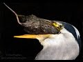 A Heron That That Eats Rodents Is Catching And Eating A Rat