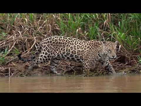 Jaguare im Pantanal 4K