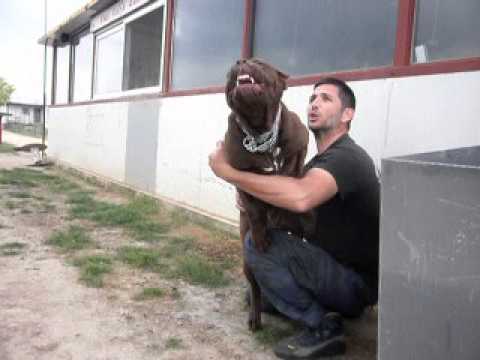american bandog mastiff 6.5 months  "VANDA"