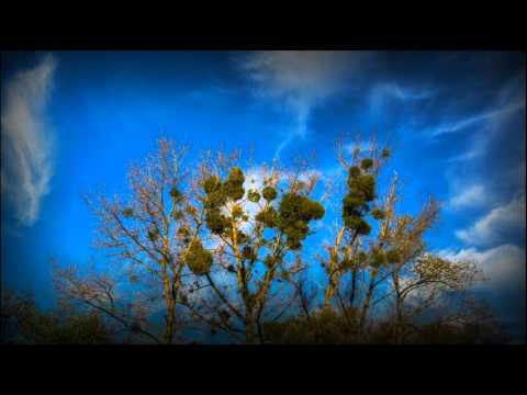 Stoku PMD - Jemioła Pospolita