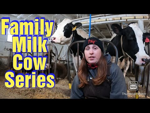 Buying a Family Milk Cow: Part 1