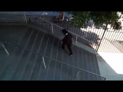 Kevin Romar - Nollie Backside 180 - Hollywood High 16!!