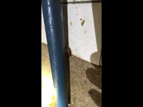 German Cockroach Caught in Action in Matawan, NJ