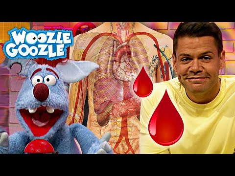 Wofür braucht unser Körper Blut? l WOOZLE GOOZLE