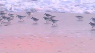 sanderlings running