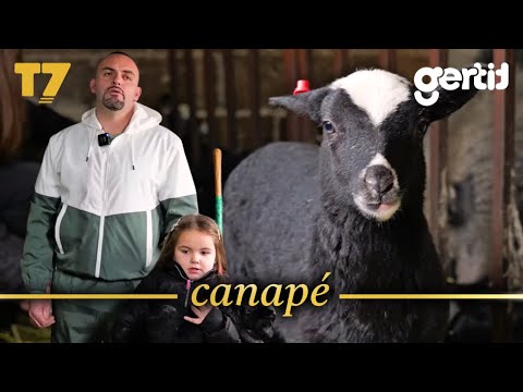 Delja pjell 5 qengja, e rrallë në Radac të Pejës, ky është fermeri më me fat | Canapé | T7