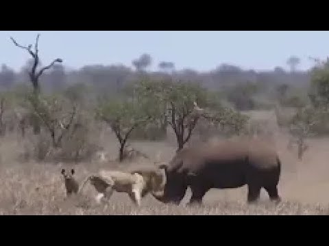 Rhino Attacks Lions to Protect Baby