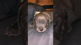 Neapolitan Mastiff Puppies Videos