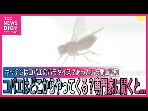 鉢植えの土の中のハエ:何が起こっているのでしょうか? トピックス