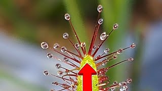 Music video thumbnail preview for Sundew by Pram