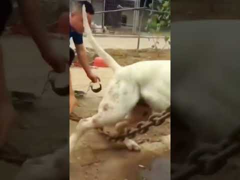 #aggressive #dogoargentino #dog #shorts #ytshorts