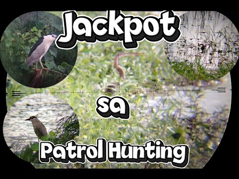 Jackpot na naman mga ka hunter. Patrol Hunting using GCMAG MAGNUM GEN2.            #pestcontrol