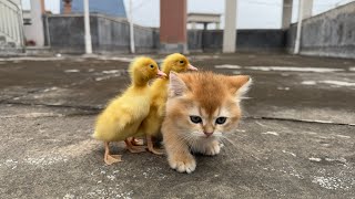 The kitten took the duckling to find its mother. They got lost and finally had to rely on me.😊cute