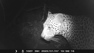 CARE Cam - wild leopard eating bushbuck