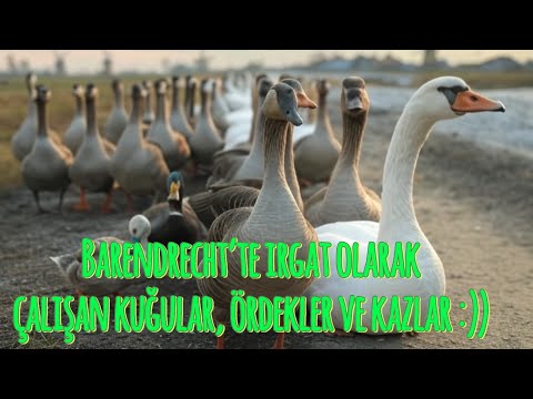 Walking in Barendrecht Netherlands • 4K ASMR