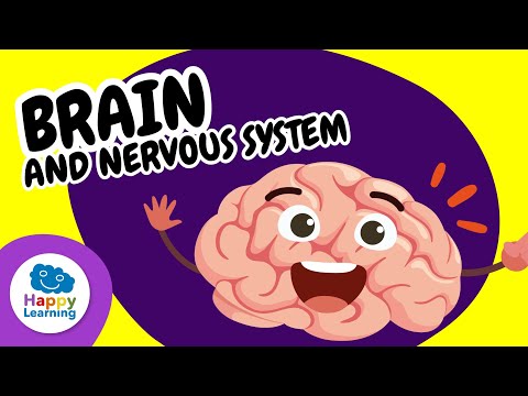 🧠✨ The Brain and the Nervous System | Educational Videos for Children | ‪@HappyLearningENG‬