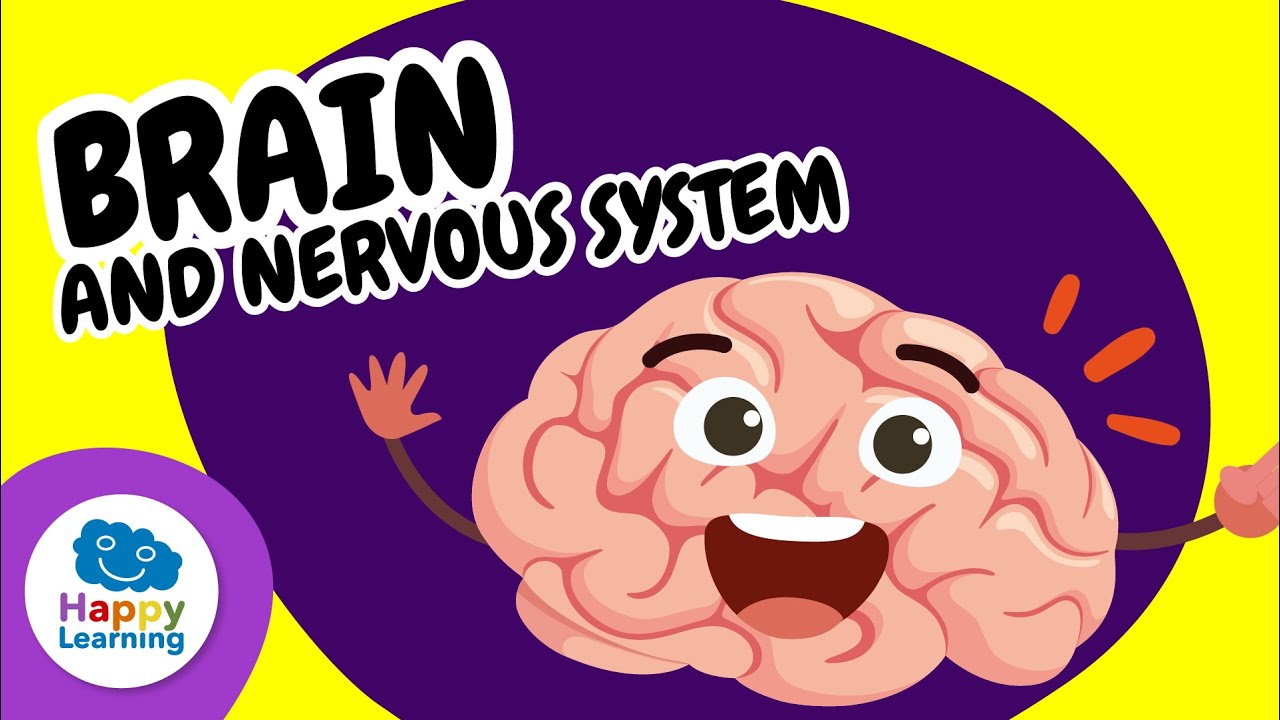 🧠✨ The Brain and the Nervous System | Educational Videos for Children | @HappyLearningENG