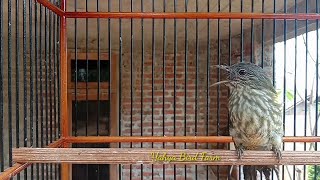 Download lagu BAYEMAN gacor / cucak rawis jawa gacor | pancingan burung bayeman dijamin ampuh mp3 Download lagu BAYEMAN gacor / cucak rawis jawa gacor | pancingan burung bayeman dijamin ampuh mp3