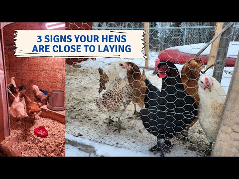 3 ways to tell that your Chickens will start laying eggs soon! | Adding a light to the Coop