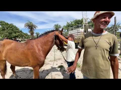 Feira de Cavalos do Bola Monteiropolis - AL 09 - 11 - 2025 #nordeste