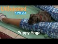 Puppy Yoga Unleashed