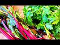 The Liver Is Dying 4 Plants That Bring It Back To Life
