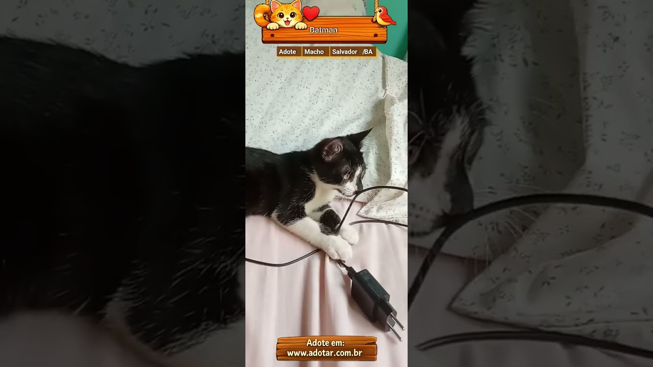 Gato raça SRD-ViraLata idade 2 a 6 meses nome Batman