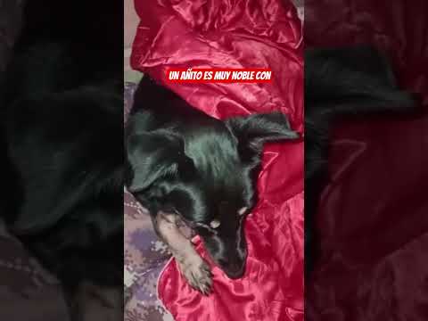 Sombra 🐶⛑️Fue rescatada en Amaga Antioquia ⛑️ Es muy cariñosa y tierna #puppy #adopción #dog