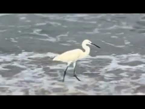 Dancing Waves and Sun-Kissed Shores: A Beach Adventure 🏖️ Sunset Serenity: Mesmerizing Beach