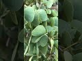 Dussehra Apta Leaves दसऱ्याला खरं सोनं नाही तर आपट�
