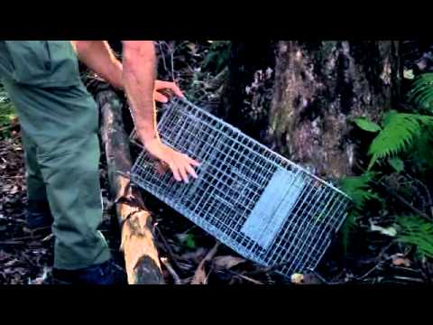 Cage trapping for feral cats and rats