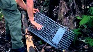 Cage trapping for feral cats and rats