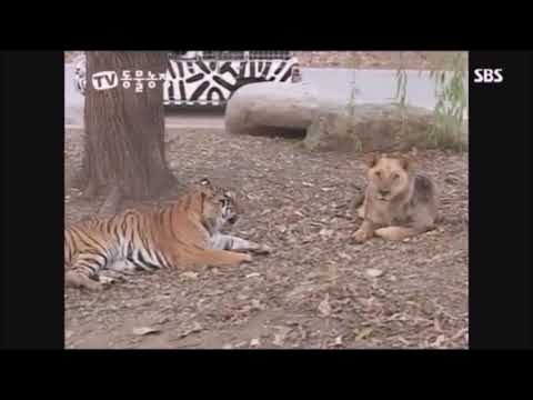 Tiger vs Lion - Final16 vs Hobbi