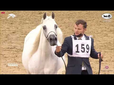 N 159 SALOMEH   6th Qatar Nat  Arabian Peninsula HS for individual Owners   Mares 11+ Years Old Clas