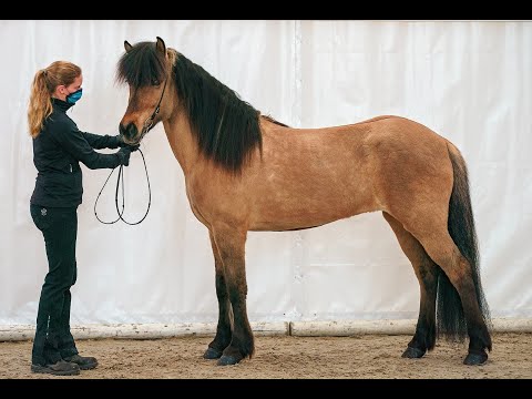 FIZO Kronshof 2020: Melrós vom Kronshof