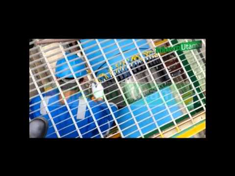 LRUT Long Range Ultrasonic Test ( PT.Trihasco Utama )