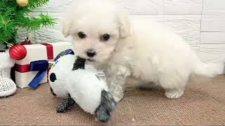 ハーフ犬の動画01